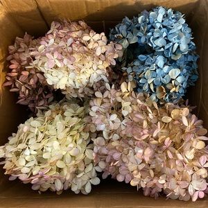 dried hydrangea flowers with stems - Box 1
